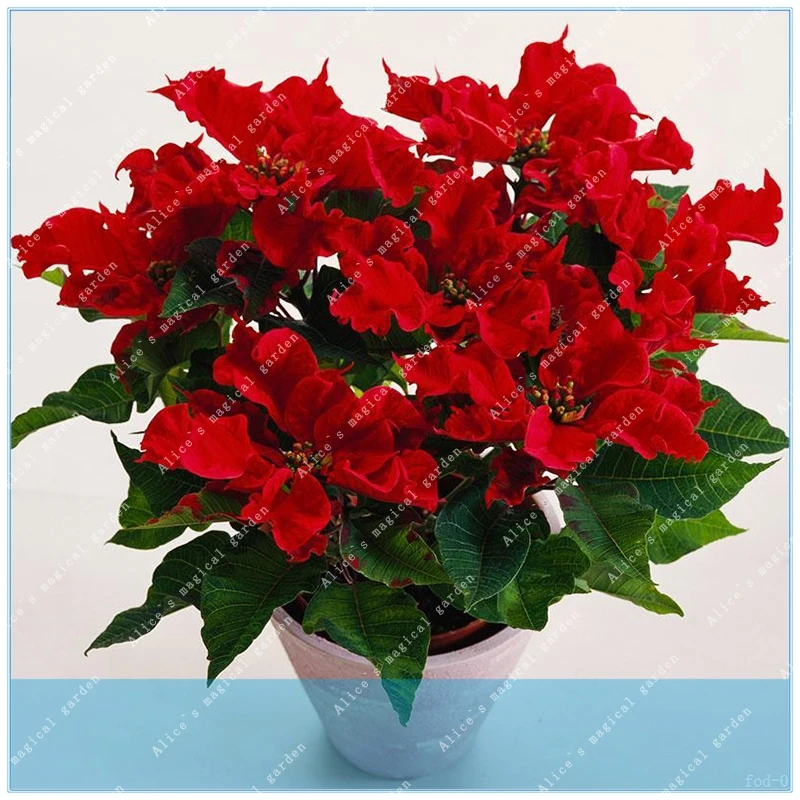 ZLKING 200Pcs Poinsettia Euphorbia Pulcherrima potted Plants, Planting Seasons Flowering Plants
ZLKING 200Pcs Poinsettia Euphorbia Pulcherrima potted Plants, Planting Seasons Flowering Plants