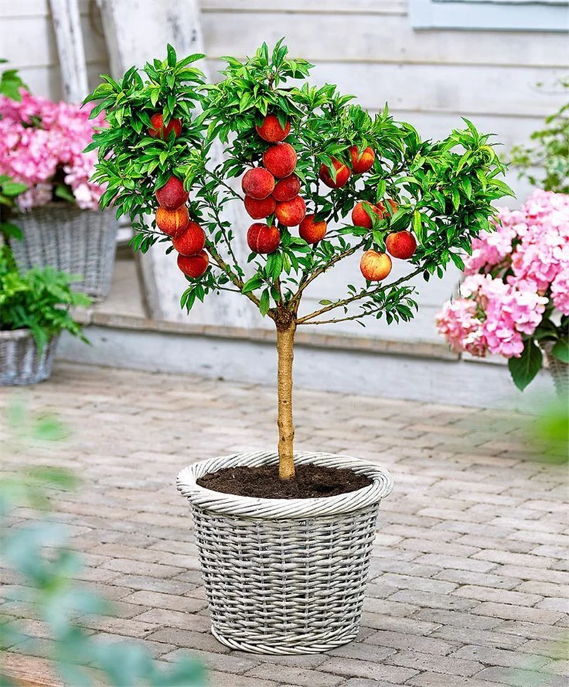 2pcs Peach bonsai Peach Tree Dwarf bonanza peaches bonsai Fruit tree for home garden plantas potted plant
2pcs Peach bonsai Peach Tree Dwarf bonanza peaches bonsai Fruit tree for home garden plantas potted plant