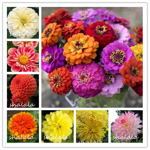 100 Pcs mixed color Zinnia flores, Bonsai Potted flower plantas, Blooming Flowers Ornamental plants for home garden
100 Pcs mixed color Zinnia flores, Bonsai Potted flower plantas, Blooming Flowers Ornamental plants for home garden