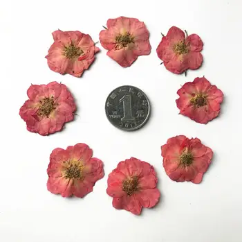 120pcs Light Pink Pressed Dried Posa Multiflora Flower Plants Herbarium For Jewelry Bookmark Postcard Making Accessories
120pcs Light Pink Pressed Dried Posa Multiflora Flower Plants Herbarium For Jewelry Bookmark Postcard Making Accessories