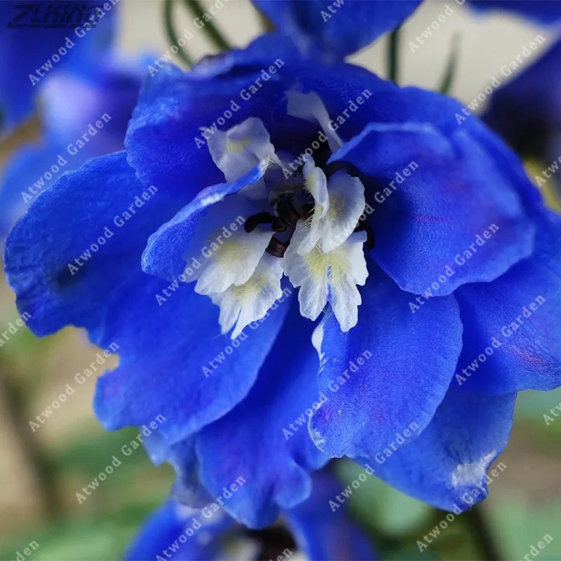 ZLKING Delphinium Flower Beautiful Larkspur Bonsai Flower for Home Garden Plants 100 /bag
ZLKING Delphinium Flower Beautiful Larkspur Bonsai Flower for Home Garden Plants 100 /bag