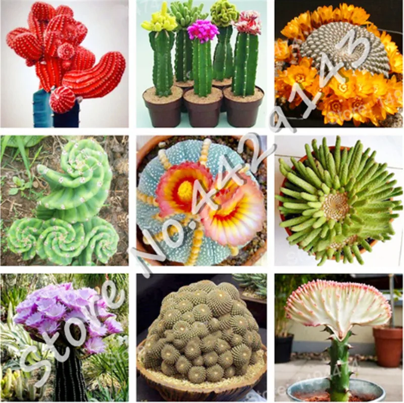 100 pcs Bonsai cactus flower flores Succulent plantas lotus Lithops Pseudotruncatella plante bonsai plant for home garden Decor
100 pcs Bonsai cactus flower flores Succulent plantas lotus Lithops Pseudotruncatella plante bonsai plant for home garden Decor