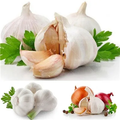 100pcs Garlic bonsai plants rare onion garlic vegetables plantas Healthy And Delicious Pungent Spice for home garden planting
100pcs Garlic bonsai plants rare onion garlic vegetables plantas Healthy And Delicious Pungent Spice for home garden planting