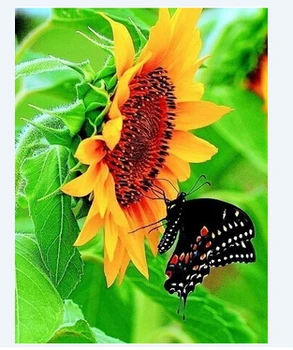 Sunflower Butterfly Diy Diamond Picture Set 30x40cm Diy Resinstone Square Diamond Painting Handcraft Not Finished Set 
Sunflower Butterfly Diy Diamond Picture Set 30x40cm Diy Resinstone Square Diamond Painting Handcraft Not Finished Set
