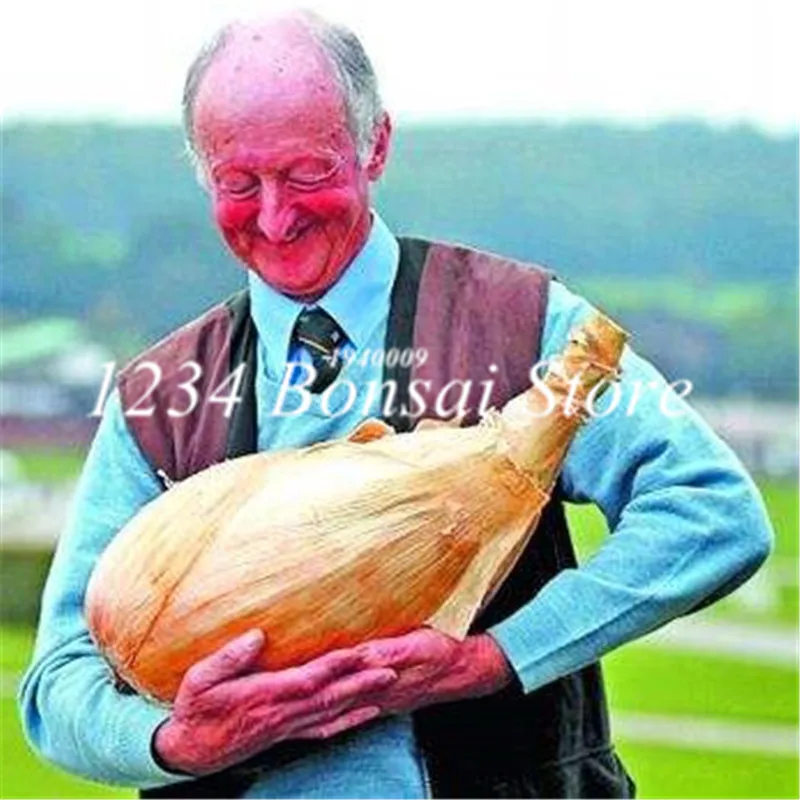 Hot Sale! 100 Pcs Rare Giant Garlic China Green Onion Sterilization Vegetable Potted plant Leek In Bonsai Home Garden Plant
Hot Sale! 100 Pcs Rare Giant Garlic China Green Onion Sterilization Vegetable Potted plant Leek In Bonsai Home Garden Plant
