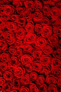 Custom washable wrinkle free red rose flowers photography backdrops for wedding newborn photo studio portrait background F-1110
Custom washable wrinkle free red rose flowers photography backdrops for wedding newborn photo studio portrait background F-1110