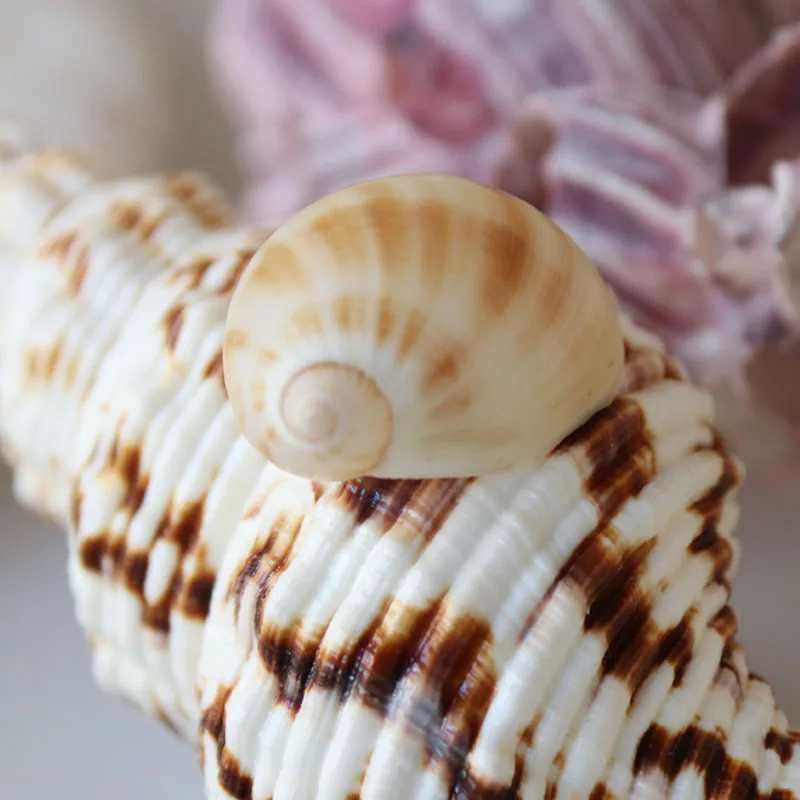 Free Shipping(20pcs/lot)Jade Cat Eye Conch Natural Shell & Conch Home Decoration Aquarium Landscaping Micro Landscape Decoration
Free Shipping(20pcs/lot)Jade Cat Eye Conch Natural Shell & Conch Home Decoration Aquarium Landscaping Micro Landscape Decoration