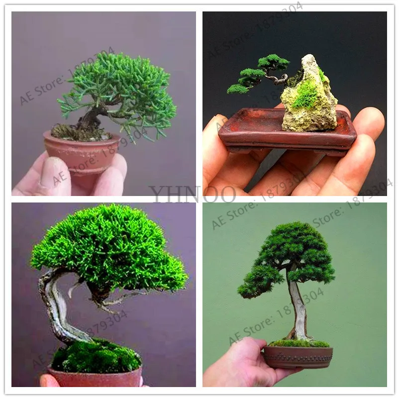 Time-Limit!!50 pcs/bag Miniature pine garden, bonsai tree flores, indoor woody plants, pine tree perennial plant for miniature g
Time-Limit!!50 pcs/bag Miniature pine garden, bonsai tree flores, indoor woody plants, pine tree perennial plant for miniature g