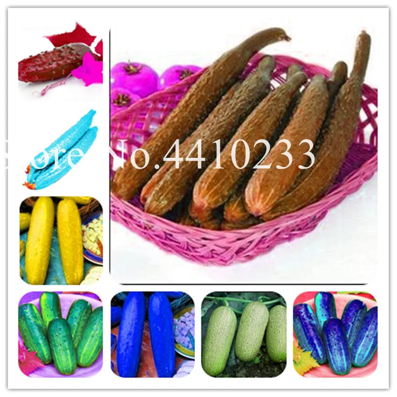 Hot! 100 Pcs Mini Cucumber Bonsai, Rare Non-Gmo Delicious Cucumber Green Fruit Vegetable Food Plant For Home Garden Planting
Hot! 100 Pcs Mini Cucumber Bonsai, Rare Non-Gmo Delicious Cucumber Green Fruit Vegetable Food Plant For Home Garden Planting