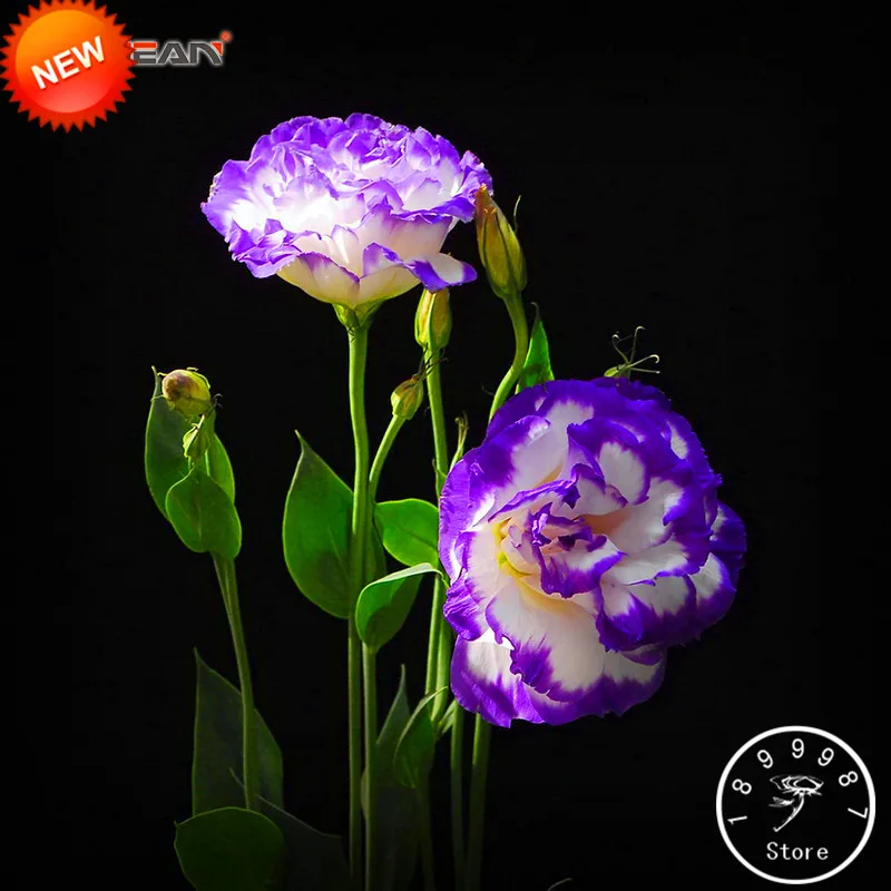 New Fresh 7 Colors Eustoma bonsai Perennial Flowering Plants Potted Flowers garden Lisianthus flores,100 PCS/Bag,#UK9AHC
New Fresh 7 Colors Eustoma bonsai Perennial Flowering Plants Potted Flowers garden Lisianthus flores,100 PCS/Bag,#UK9AHC