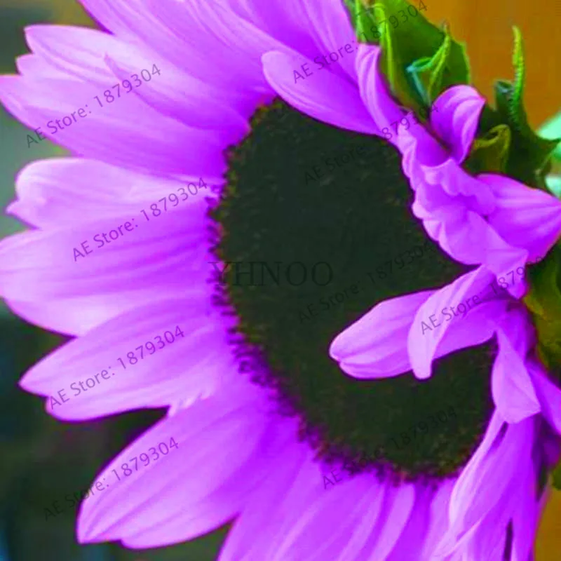 Best-Selling!40 pcs/bag sunflower garden,sunflower flores for planting,bonsai flower plantas,10 colours,Natural growth for home
Best-Selling!40 pcs/bag sunflower garden,sunflower flores for planting,bonsai flower plantas,10 colours,Natural growth for home