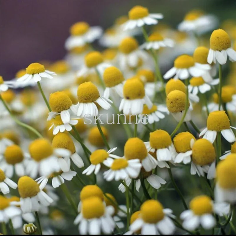 Chamomile bonsais Roman chamomile bonsais Western chamomile flowers Herb bonsais Aromatic apples 100pcs(yang gan ju)
Chamomile bonsais Roman chamomile bonsais Western chamomile flowers Herb bonsais Aromatic apples 100pcs(yang gan ju)