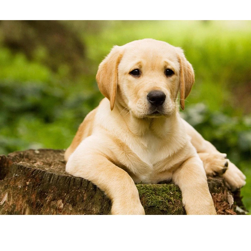 5d Diy Diamond Painting Labrador Picture Cross Stitch Needlework Embroidery Dog Full Diamond Mosaic Rhinestone Home Decor Pj518
5d Diy Diamond Painting Labrador Picture Cross Stitch Needlework Embroidery Dog Full Diamond Mosaic Rhinestone Home Decor Pj518