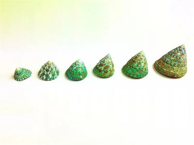10Pcs/Lot 3-5Cm Green Tower Screw Turritella Natural Conch Ornaments Aquarium Fish Tank Home Decorative Shell Wedding Decoration
10Pcs/Lot 3-5Cm Green Tower Screw Turritella Natural Conch Ornaments Aquarium Fish Tank Home Decorative Shell Wedding Decoration