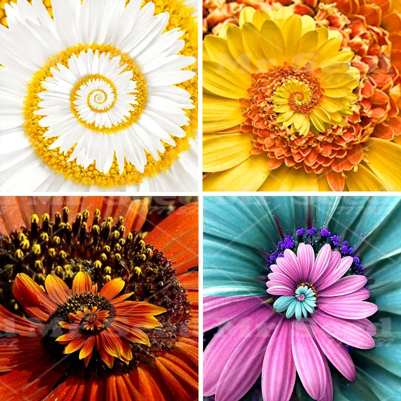 New Arrival 30pcs A Miracle Daisy plant hardy bonsai plants rare flower plant ornamental flowers
New Arrival 30pcs A Miracle Daisy plant hardy bonsai plants rare flower plant ornamental flowers