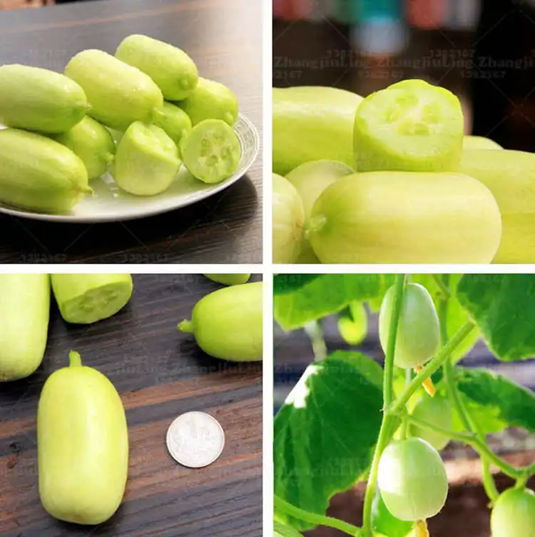 50pcs Home Garden bonsai Plant Cucumber Crystal Apple DIY Home bonsai planting,Non-transgenic health food
50pcs Home Garden bonsai Plant Cucumber Crystal Apple DIY Home bonsai planting,Non-transgenic health food