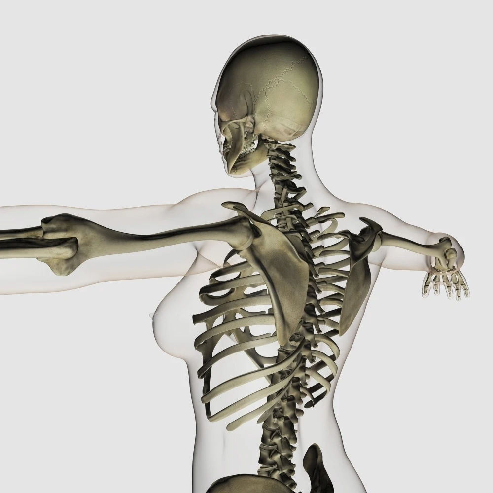 Three dimensional view of female upper back and skeletal system Poster Print (14 x 14)