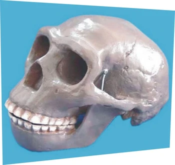 Primitive Beijing Human Skull Model Human Bone Skeleton Medical Teaching Model Medical Teaching Aids Halloween Party Home Decor
Primitive Beijing Human Skull Model Human Bone Skeleton Medical Teaching Model Medical Teaching Aids Halloween Party Home Decor