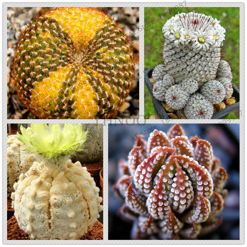 New Rare Beauty Succulents flores Easy To Grow Potted Flower Plants 200pcs Bonsai plantas For Home & Garden Gift Free Shipping
New Rare Beauty Succulents flores Easy To Grow Potted Flower Plants 200pcs Bonsai plantas For Home & Garden Gift Free Shipping