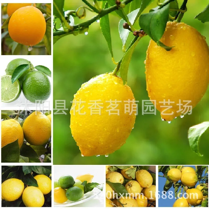 Flower Seeds For Lemonbonsai Lemon Potted Edible Tangerine Citrus Fruit Dwarf Tree Indoor Plant For Home Garden Plants 10pcs
Flower Seeds For Lemonbonsai Lemon Potted Edible Tangerine Citrus Fruit Dwarf Tree Indoor Plant For Home Garden Plants 10pcs