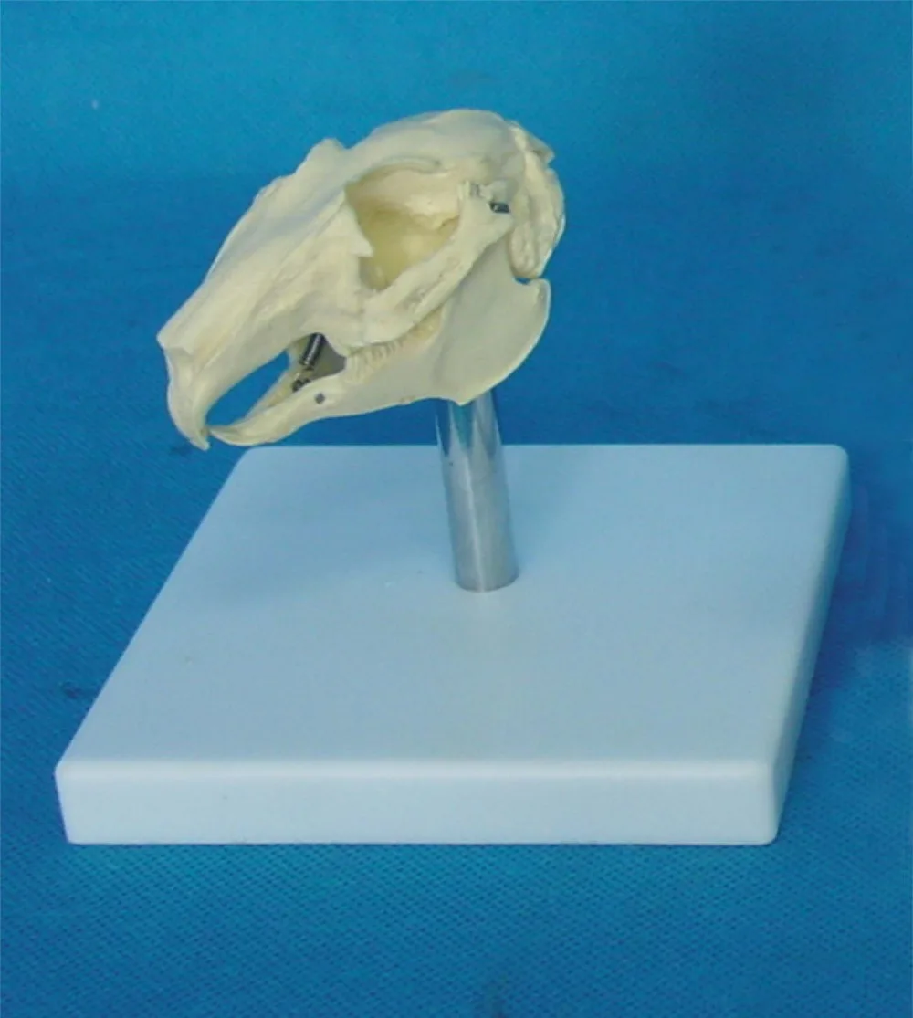 Rabbit Head Bone Skull Skeleton Model Rabbit Skull Anatomical Model Anatomy Animal Skeleton Model Homen Decoration Crafts Gifts
Rabbit Head Bone Skull Skeleton Model Rabbit Skull Anatomical Model Anatomy Animal Skeleton Model Homen Decoration Crafts Gifts
