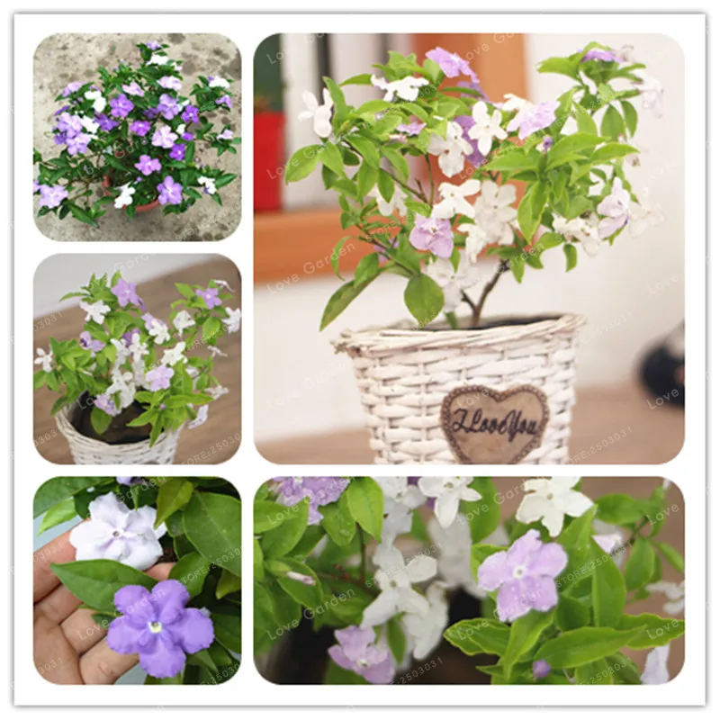 Hot Sale Brunfelsia Acuminata Bonsai Jasmine Bonsai Tree Potted Plants Planting Seasons Flowering Plants 20 Pcs
Hot Sale Brunfelsia Acuminata Bonsai Jasmine Bonsai Tree Potted Plants Planting Seasons Flowering Plants 20 Pcs