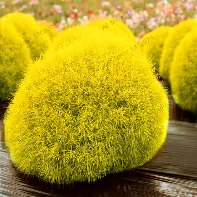 Виды Кохии Фото И Названия – Telegraph