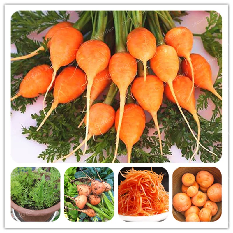 100 Pcs/Bag Parisian Carrot Bonsai Non-GMO Vegetable Bonsai Kitchen Assisted Food Outdoor Plant Pot For Home Garden
100 Pcs/Bag Parisian Carrot Bonsai Non-GMO Vegetable Bonsai Kitchen Assisted Food Outdoor Plant Pot For Home Garden