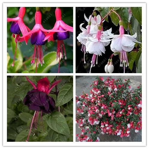200PCS Fuchsia Bonsai Garden Balcony Lanterns Flowers Begonia Malus Spectabilis bonsai Chinese flowering decorative flower plant
200PCS Fuchsia Bonsai Garden Balcony Lanterns Flowers Begonia Malus Spectabilis bonsai Chinese flowering decorative flower plant