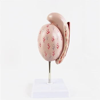 Testicular model testicular structure reproductive urology male marriage and health training model
Testicular model testicular structure reproductive urology male marriage and health training model