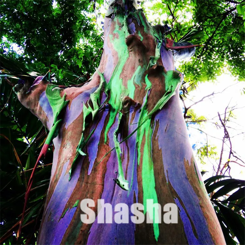 Sales! 200 pcs/bag Rare Rainbow Eucalyptus Deglupta ,showy Tropical tree, Perennial Bonsai Potted For home&garden Planting
Sales! 200 pcs/bag Rare Rainbow Eucalyptus Deglupta ,showy Tropical tree, Perennial Bonsai Potted For home&garden Planting