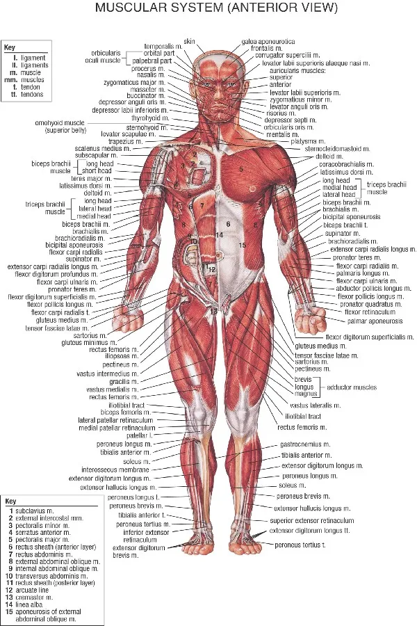 DIY frame Human Anatomy muscle anter anatomy art posters and print home decor silk Fabric Poster Print
DIY frame Human Anatomy muscle anter anatomy art posters and print home decor silk Fabric Poster Print