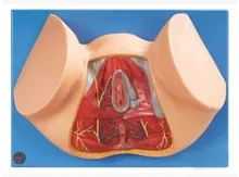 Female perineum Reproductive system human organ Medical teaching model free shipping
Female perineum Reproductive system human organ Medical teaching model free shipping
