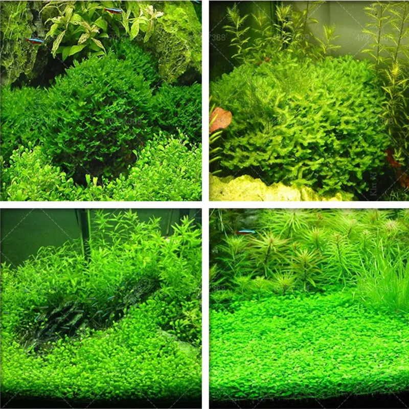Sale 500 Pcs Aquarium bonsai Water Grass Mini Leaf Live Plant Landscape Ornament fish aquarium decorations plant free shipping
Sale 500 Pcs Aquarium bonsai Water Grass Mini Leaf Live Plant Landscape Ornament fish aquarium decorations plant free shipping
