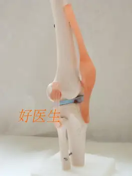 Natural size big model Knee model human skeleton model with ligaments joint model
Natural size big model Knee model human skeleton model with ligaments joint model