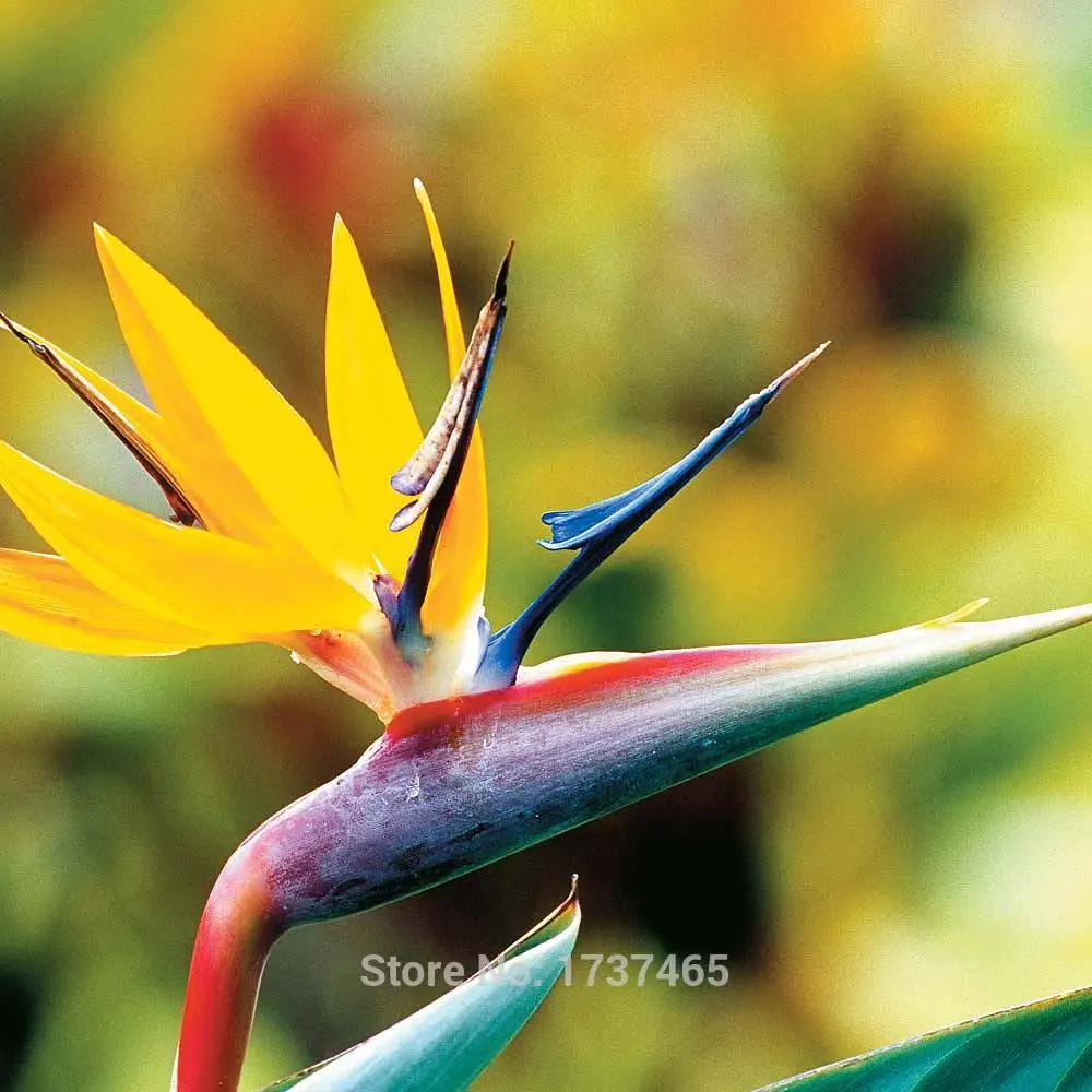 Real imported ,1pcs/bag Bird Of Paradise Flower , Strelitzia Reginae Flower, Rare Flowering bonsai Plant
Real imported ,1pcs/bag Bird Of Paradise Flower , Strelitzia Reginae Flower, Rare Flowering bonsai Plant