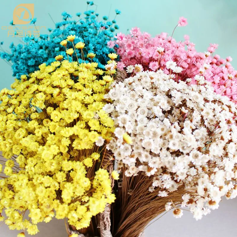200pcs Denisfen Lovely Mini Daisy Decorative Dried Flowers Small Star Flower Natural Floral for Wedding Home Decoration Flores
200pcs Denisfen Lovely Mini Daisy Decorative Dried Flowers Small Star Flower Natural Floral for Wedding Home Decoration Flores