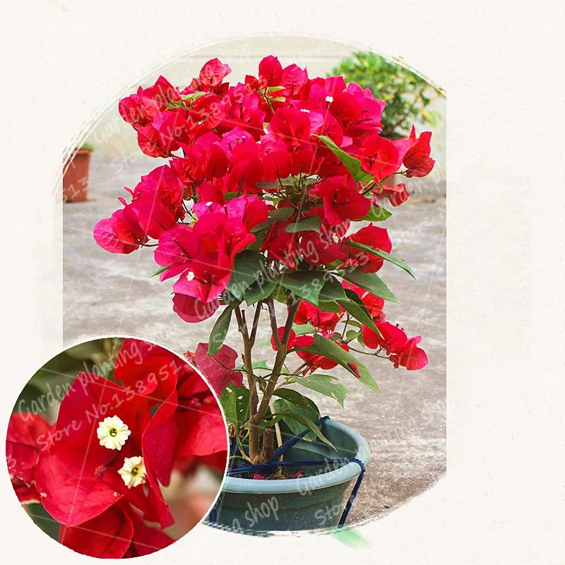 50Pcs/Bag bougainvillea bonsai plant flower potted planting home garden decoration plant tree bougainvillea flower
50Pcs/Bag bougainvillea bonsai plant flower potted planting home garden decoration plant tree bougainvillea flower