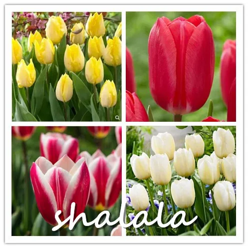 Tulip Flower Beautiful Tulipanes Flower Plant For Garden plants(Not Tulip Bulbs ) Flower Symbolizes Love 100 Pcs Tulip Bonsai
Tulip Flower Beautiful Tulipanes Flower Plant For Garden plants(Not Tulip Bulbs ) Flower Symbolizes Love 100 Pcs Tulip Bonsai
