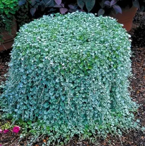 New Fresh 200pcs dichondra plantas,Dichondra Repens lawn bonsai money grass hanging decorative garden plants do flower flores
New Fresh 200pcs dichondra plantas,Dichondra Repens lawn bonsai money grass hanging decorative garden plants do flower flores
