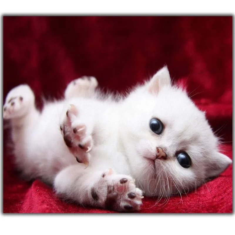5D Diy Diamond Painting Cross Stitch White Cat On Red Carpet Needlework 3D Diamond Embroidery Full Round Mosaic Decoration Resin
5D Diy Diamond Painting Cross Stitch White Cat On Red Carpet Needlework 3D Diamond Embroidery Full Round Mosaic Decoration Resin