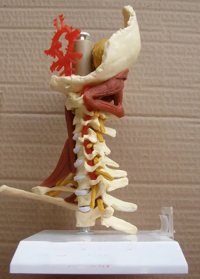 mannequin medical model cervical vertebra model advanced cervical Neuromusculoskeletal model teaching model free shipping
mannequin medical model cervical vertebra model advanced cervical Neuromusculoskeletal model teaching model free shipping