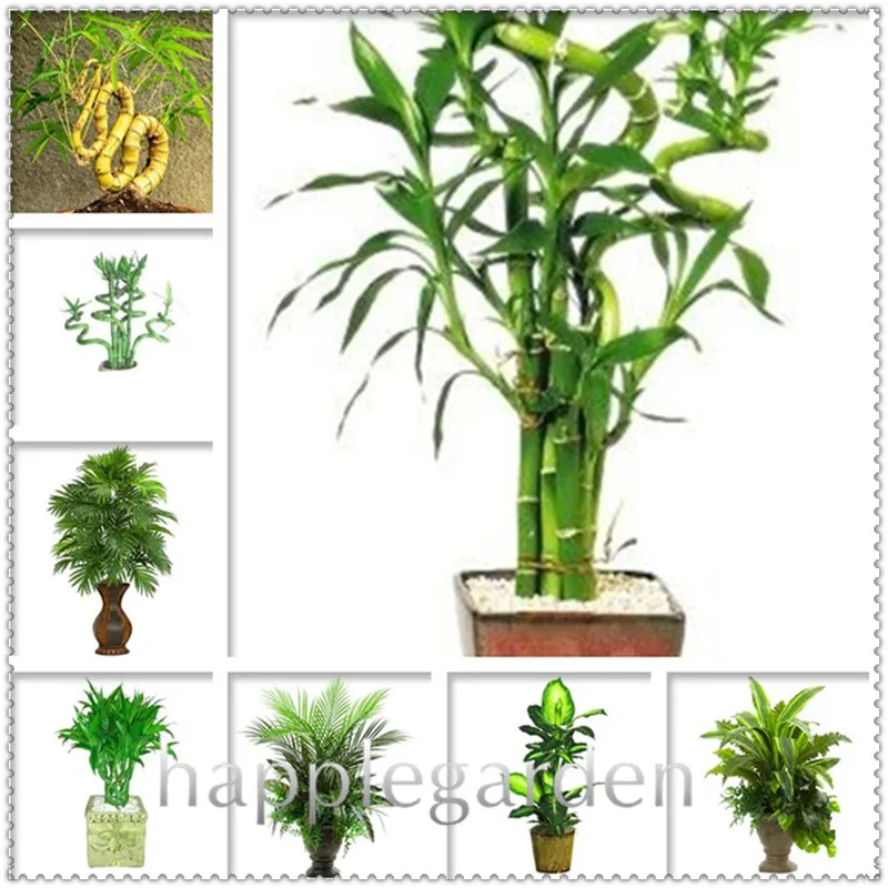 Time-Limit!! Lucky Bamboo Bonsai Small Potted Plants Purify Dracaena Plantas,Planting Simple for Home & Garden, 100 PCS/Pack
Time-Limit!! Lucky Bamboo Bonsai Small Potted Plants Purify Dracaena Plantas,Planting Simple for Home & Garden, 100 PCS/Pack