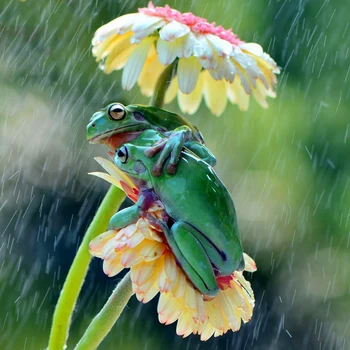Full Square Drill 5D DIY Diamond Painting "Rain and frogs" 3D Embroidery Cross Stitch Mosaic Rhinestone Home Decor Gift SH
Full Square Drill 5D DIY Diamond Painting "Rain and frogs" 3D Embroidery Cross Stitch Mosaic Rhinestone Home Decor Gift SH