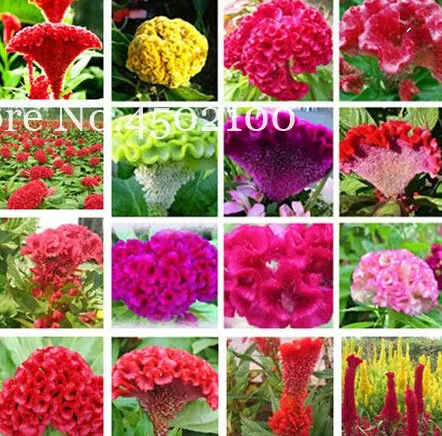 200 Pcs Mixed Cockscomb Bonsai, Celosia Spicata Plant, Bonsai Flower Plant Pure Blue Cockscomb Indoor Tree Potted For Home & Gar
200 Pcs Mixed Cockscomb Bonsai, Celosia Spicata Plant, Bonsai Flower Plant Pure Blue Cockscomb Indoor Tree Potted For Home & Gar