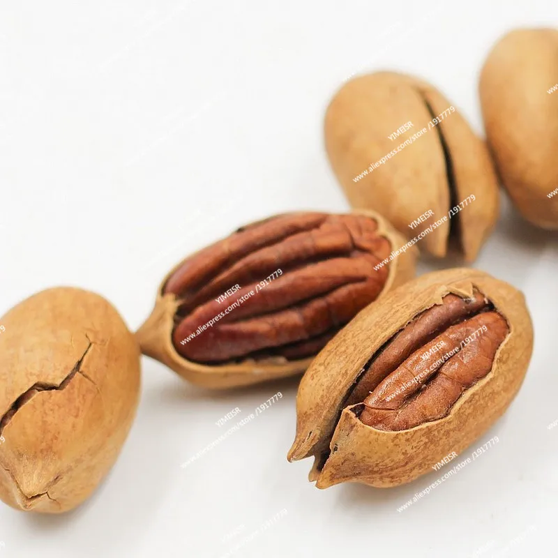 carya_illinoinensis_-_pacanier_comestible_-_noix_de_pecan_-_fruits
