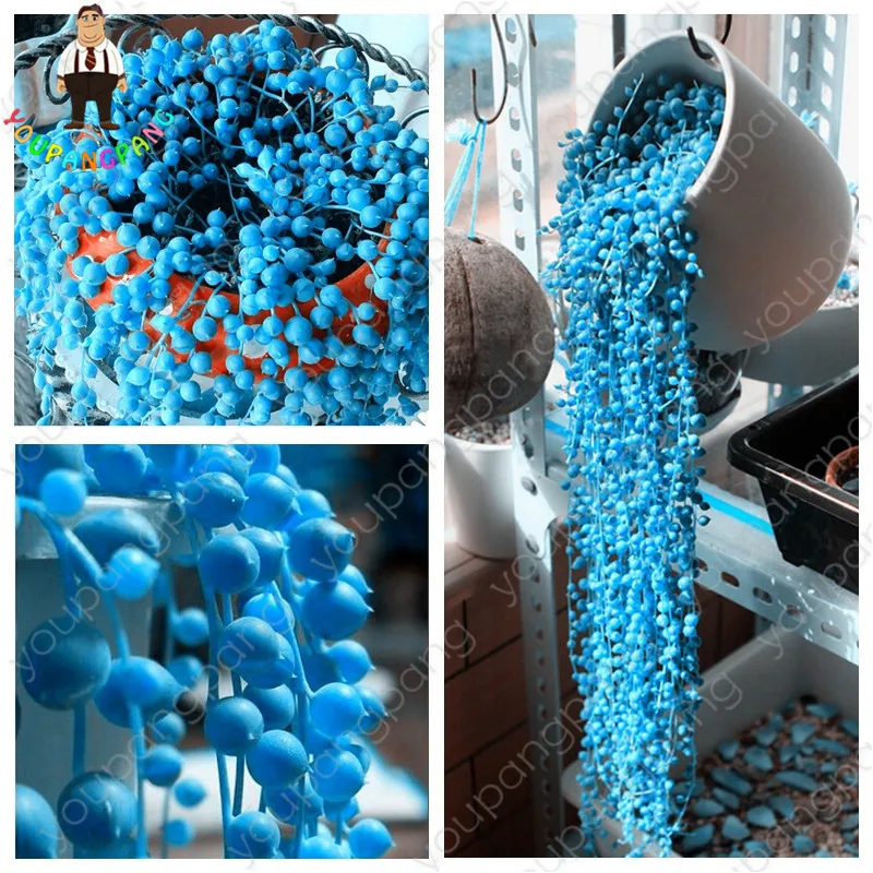 200Pcs Rare Blue Pearl Chlorophytum Bonsai Office Desktop Flowers Succulents Anti-Radiation Computer Potted Plants Purify Air
200Pcs Rare Blue Pearl Chlorophytum Bonsai Office Desktop Flowers Succulents Anti-Radiation Computer Potted Plants Purify Air