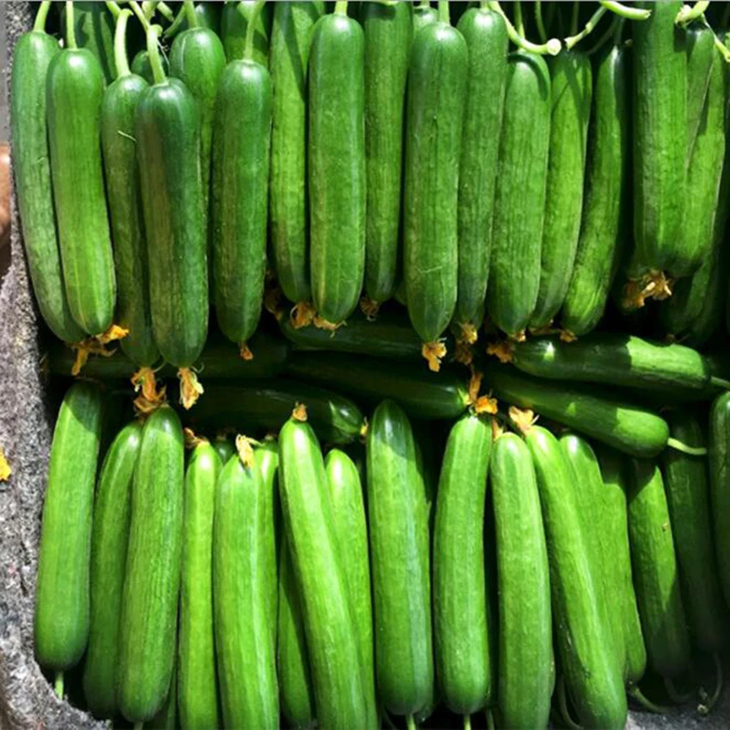Potted Dutch Variety Small Milk Melon Cucumber Non-Haiyang White Jade Cucumber Green Plant Vegetable Bonsai Cucumber 20pcs
Potted Dutch Variety Small Milk Melon Cucumber Non-Haiyang White Jade Cucumber Green Plant Vegetable Bonsai Cucumber 20pcs