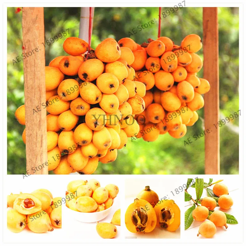 Widely Cultivated Eriobotrya Japonica bonsai 5pcs, Large Evergreen Tree Chinese Loquat Fruit garden
Widely Cultivated Eriobotrya Japonica bonsai 5pcs, Large Evergreen Tree Chinese Loquat Fruit garden