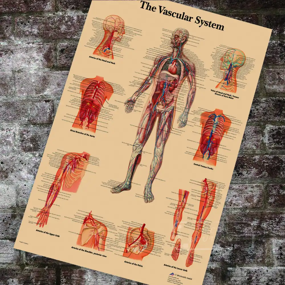 Vascular Anatomy Chart